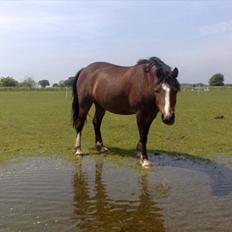 Welsh Pony af Cob-type (sec C) Felicia (Solgt&savnet)