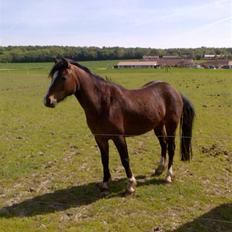 Welsh Pony af Cob-type (sec C) Felicia (Solgt&savnet)