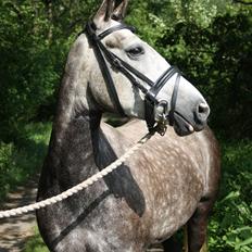 Hollandsk Sportspony Olympia *SOLGT*