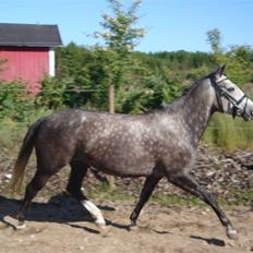 Hollandsk Sportspony Olympia *SOLGT*