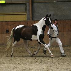 Pinto »{ Hoelgaards Sha Nell }«