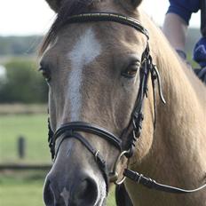 Connemara Comet