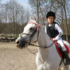 Arabisk fuldblod (OX) Ta Malim ox