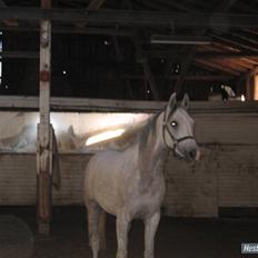 Arabisk fuldblod (OX) Ta Malim ox