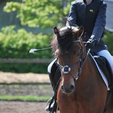 New Forest Ørholm's Parcifal (Part)