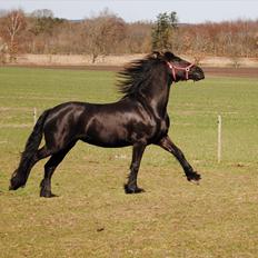 Frieser Eline Bouwkje B.
