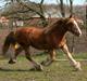 Irish Cob Crossbreed Ramses (Bamse Ramse)