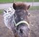 Appaloosa Topper