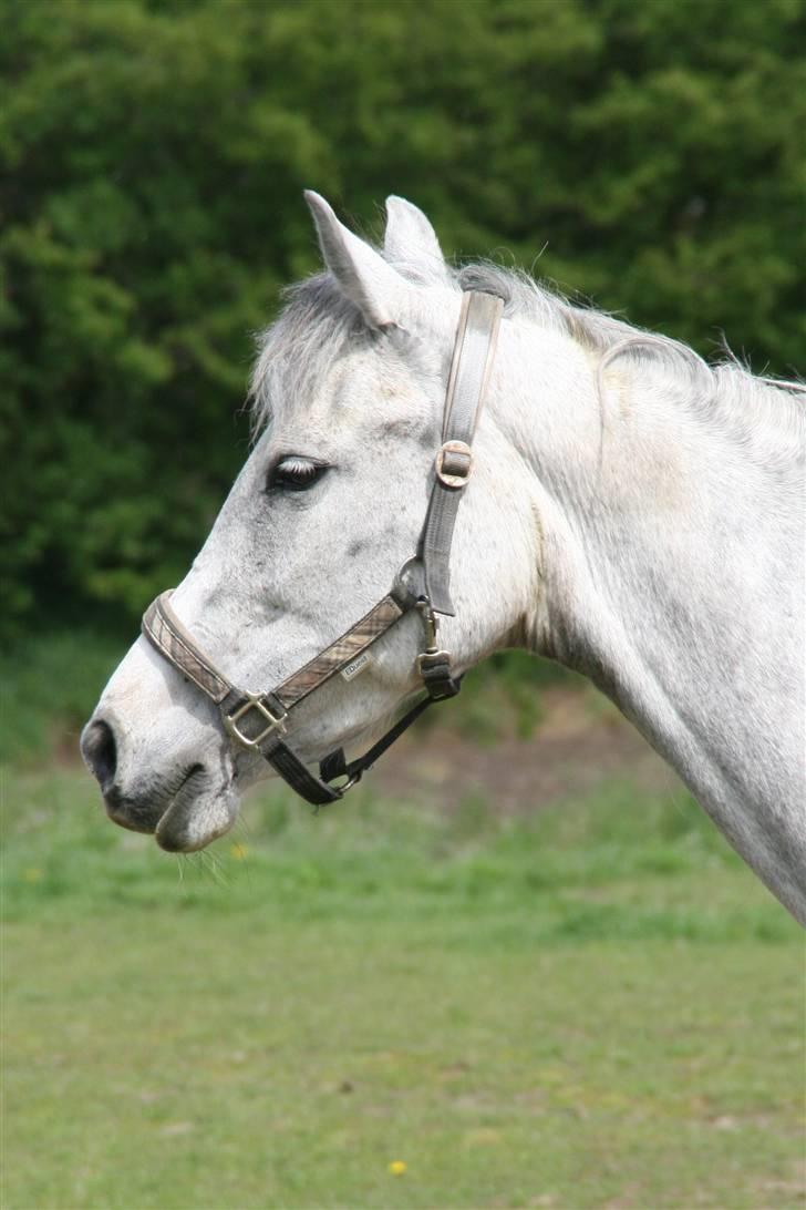 Anden særlig race Shakira   solgt! billede 1