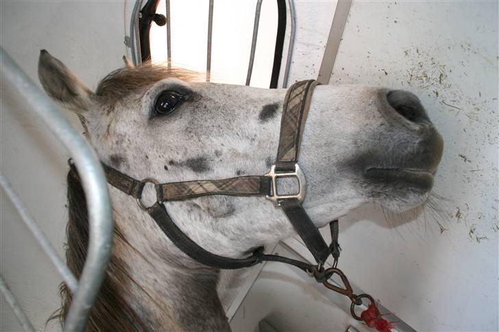 Anden særlig race Shakira   solgt! billede 2