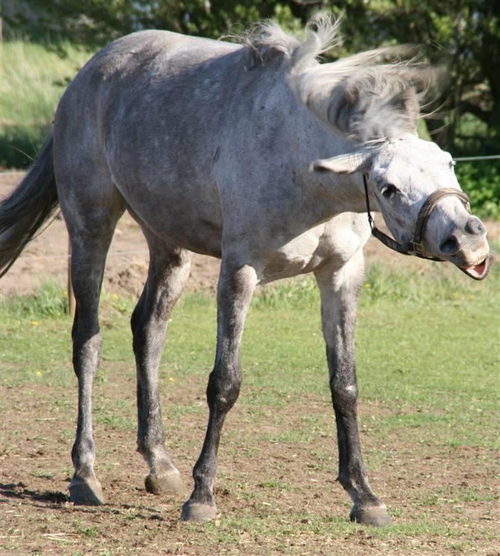 Anden særlig race Shakira   solgt! billede 3