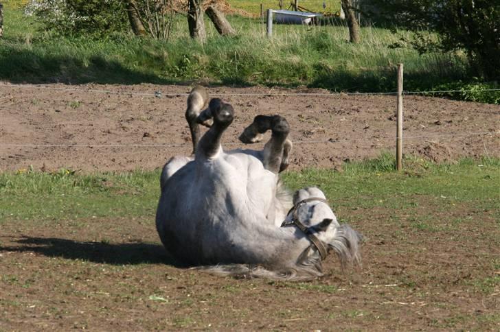 Anden særlig race Shakira   solgt! billede 4