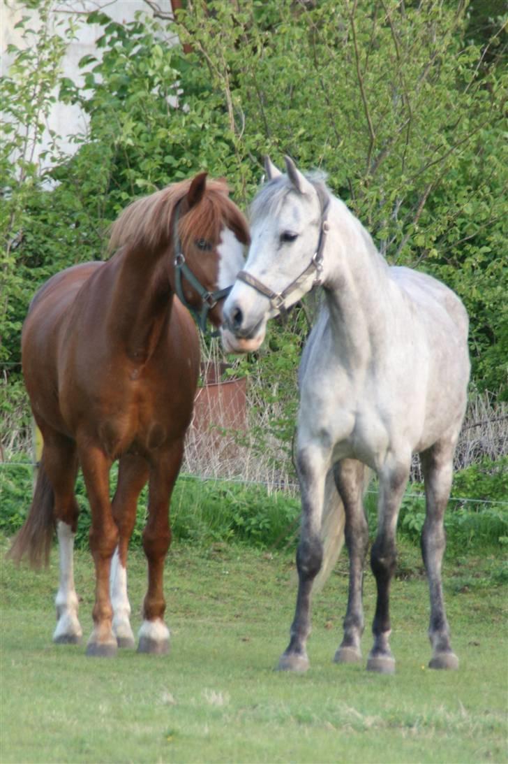Anden særlig race Shakira   solgt! billede 5