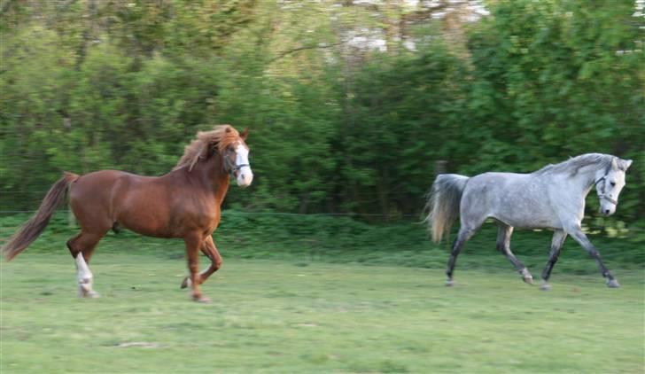 Anden særlig race Shakira   solgt! billede 6