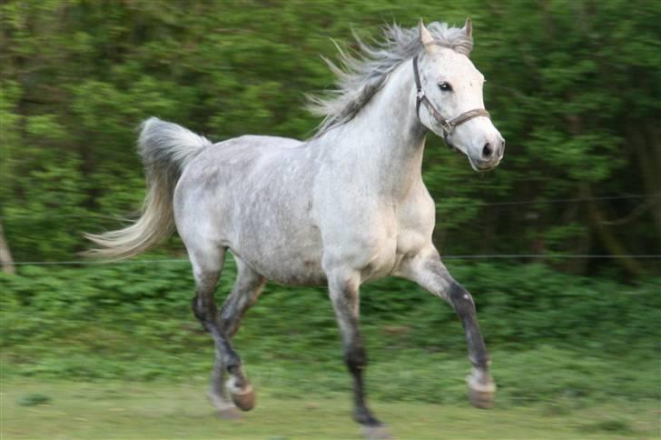 Anden særlig race Shakira   solgt! billede 7