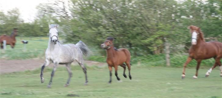 Anden særlig race Shakira   solgt! billede 8