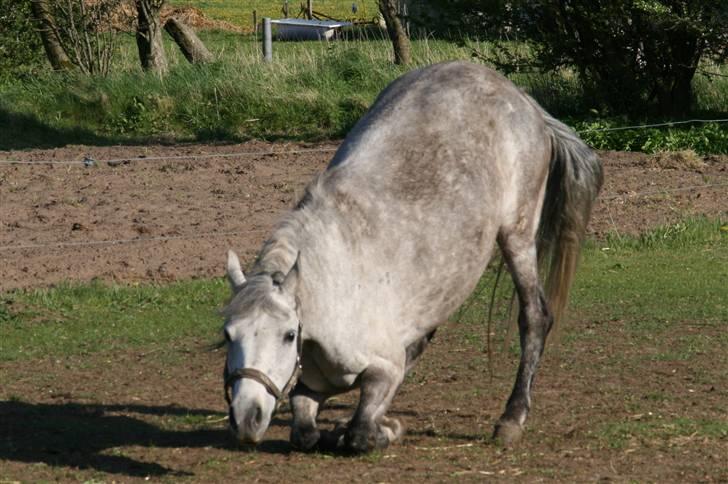 Anden særlig race Shakira   solgt! billede 9