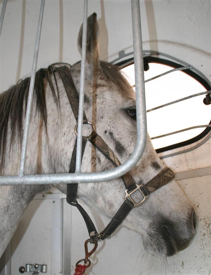 Anden særlig race Shakira   solgt! billede 10