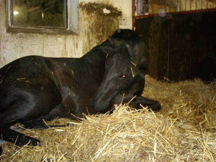 Oldenborg Rokas Noir - En stolt mor. (maj 09) billede 9