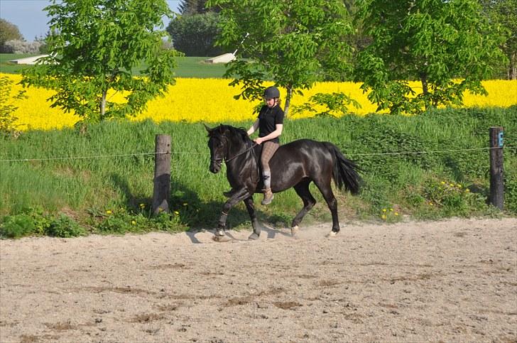 Oldenborg Rokas Noir - Rokas maj 2010 billede 10