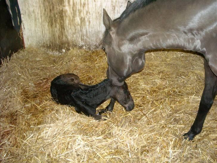 Oldenborg Rokas Noir - En stolt mor.(maj 09) billede 11