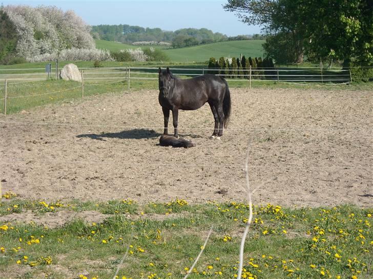 Oldenborg Rokas Noir - Rokas vogter over sit kun få timer gamle føl- maj 09 billede 12