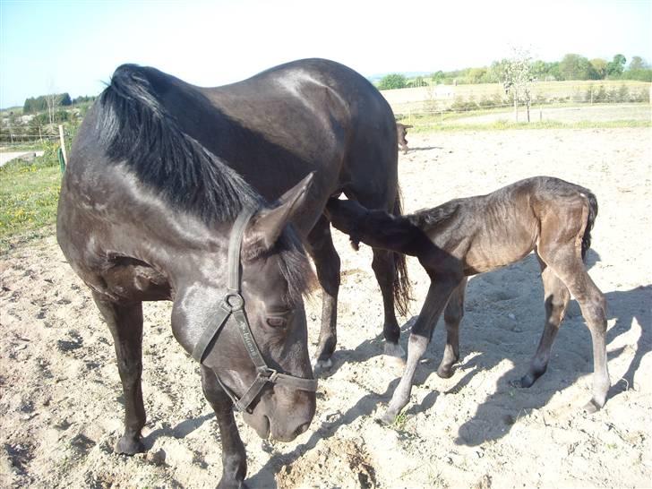 Oldenborg Rokas Noir - Rokas med en lille ny Scirocco- maj 09. billede 13