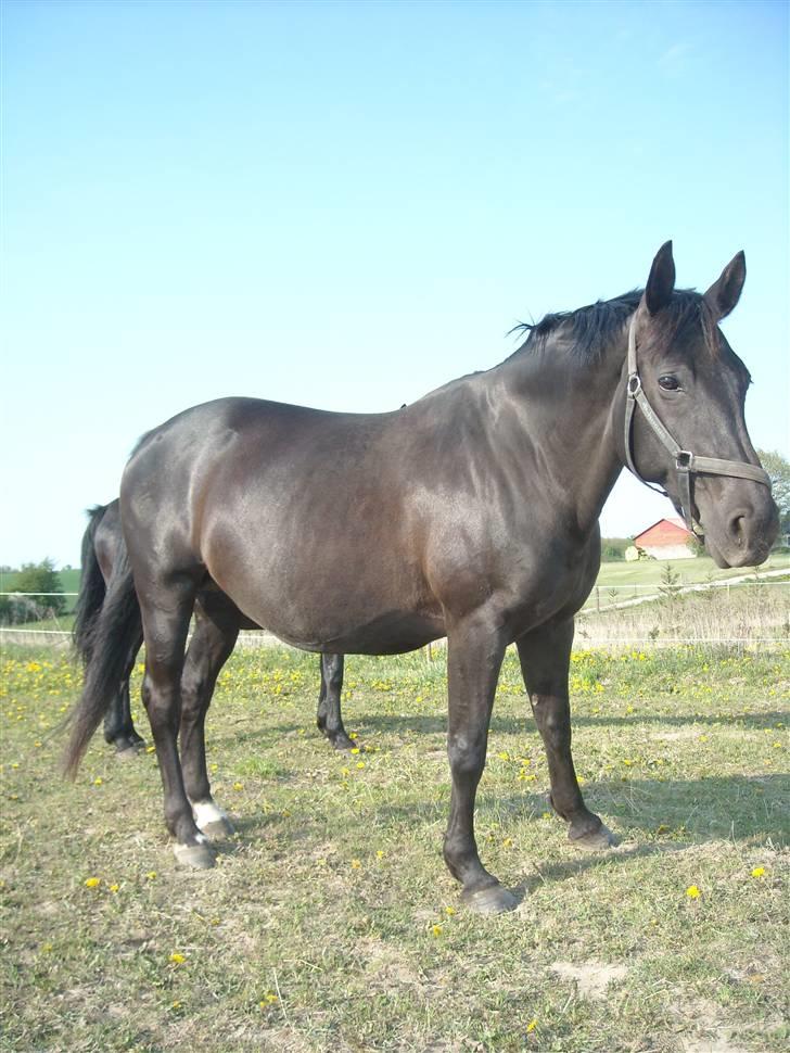 Oldenborg Rokas Noir - Den tykke følle mave, 9 dage over termin. billede 14