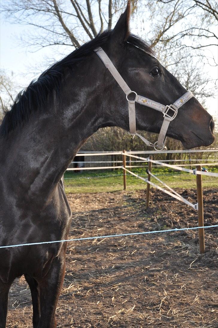 Oldenborg Scirocco Noir. - 4) Smukkedrengen 1 år gammel. billede 4
