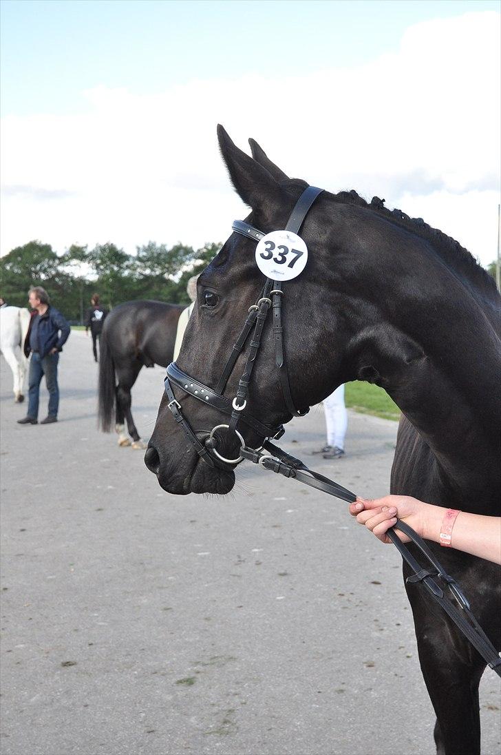 Oldenborg Scirocco Noir. - 6) "Sikke dog en masse heste" St. hestedag 2010. billede 6