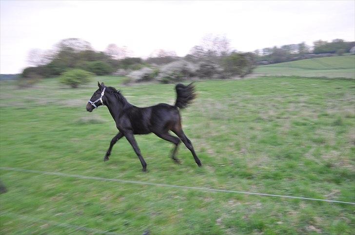 Oldenborg Scirocco Noir. - 7) Viser mig frem, for lækker det er jeg. Sommer 2010, 1 år billede 7