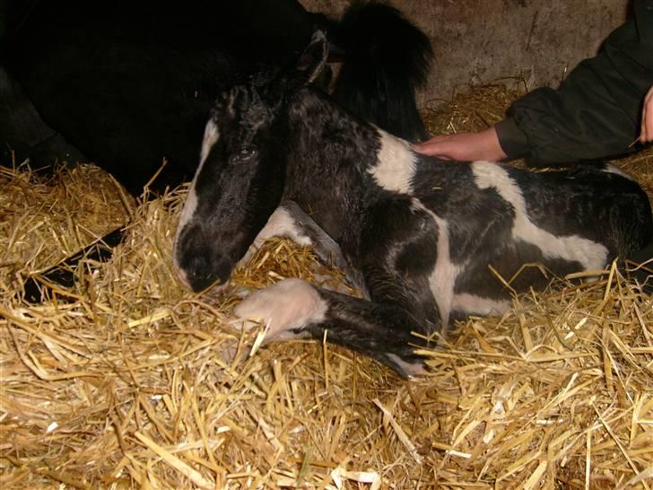 Oldenborg Black Beauty aflivet - Her er han så det længe ventene føl kom lørdag nat..  billede 15