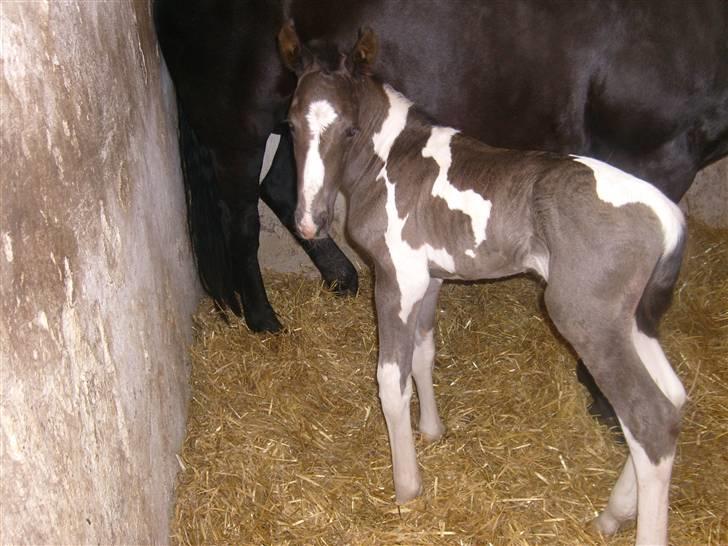 Oldenborg Black Beauty aflivet -  Her er han kommet op og stå det er lidt svært at holde styr på de lange ben billede 16