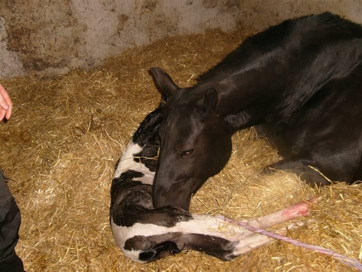 Oldenborg Black Beauty aflivet - Her ligger jeg sammen med min mor, hun er bare så glad for mig  billede 17