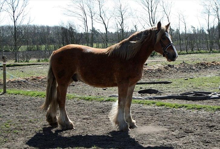 Irish Cob Crossbreed Ramses (Bamse Ramse) billede 4