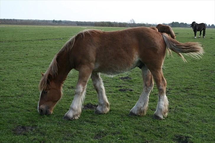 Irish Cob Crossbreed Ramses (Bamse Ramse) billede 6