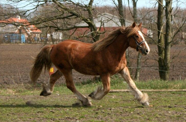 Irish Cob Crossbreed Ramses (Bamse Ramse) billede 1