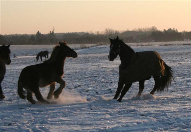 Irish Cob Crossbreed Ramses (Bamse Ramse) - "heeey plysser, skal vi lege???" billede 8