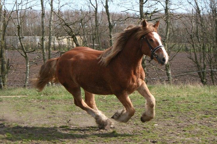 Irish Cob Crossbreed Ramses (Bamse Ramse) billede 9