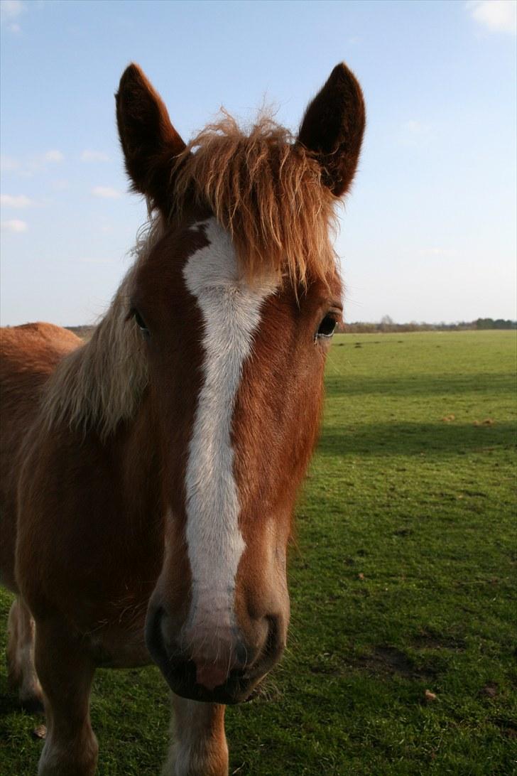 Irish Cob Crossbreed Ramses (Bamse Ramse) billede 10