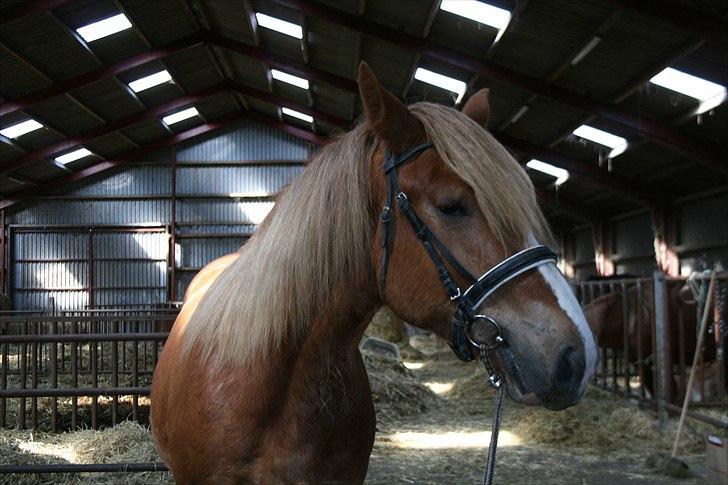 Irish Cob Crossbreed Ramses (Bamse Ramse) billede 11