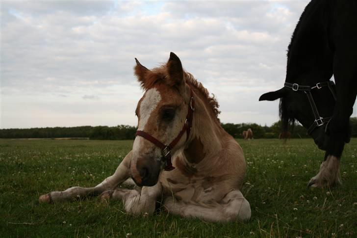 Irish Cob Crossbreed Ramses (Bamse Ramse) billede 12