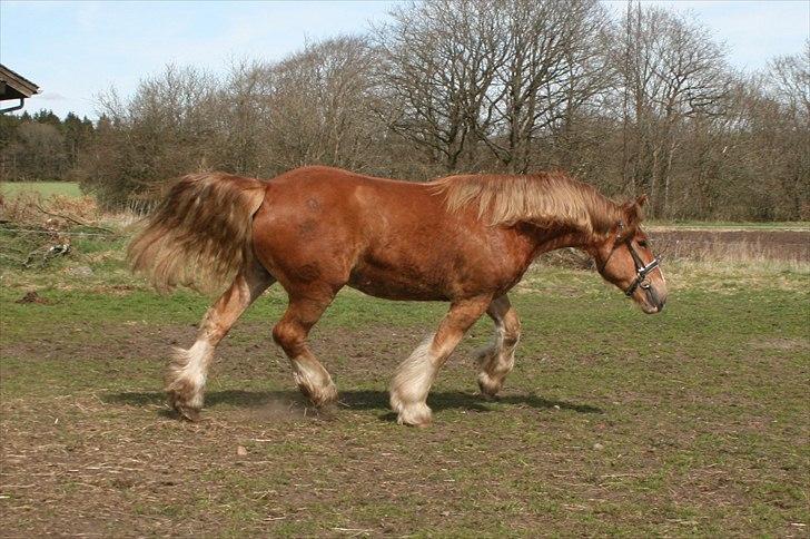 Irish Cob Crossbreed Ramses (Bamse Ramse) billede 13