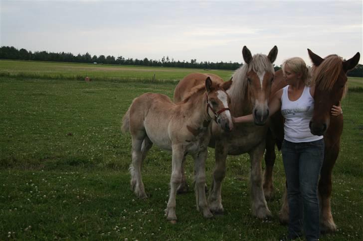 Irish Cob Crossbreed Ramses (Bamse Ramse) - lillebror, storesøster og kusine...  billede 17