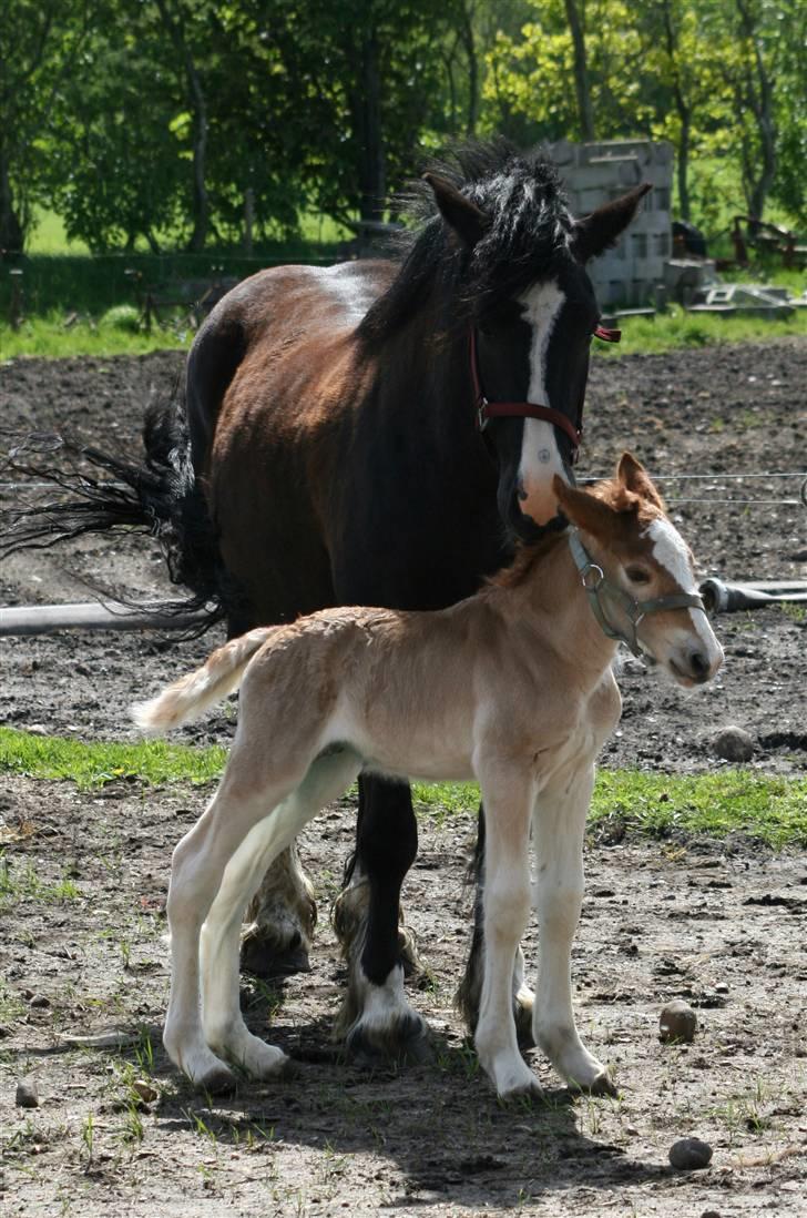 Irish Cob Crossbreed Ramses (Bamse Ramse) billede 18