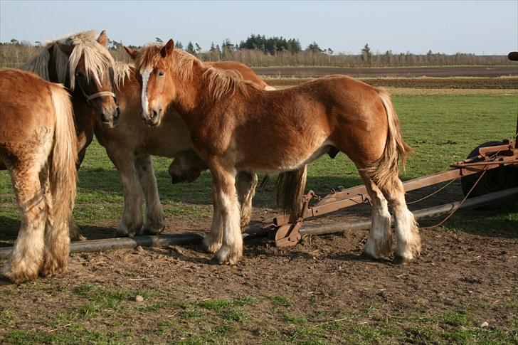 Irish Cob Crossbreed Ramses (Bamse Ramse) billede 19