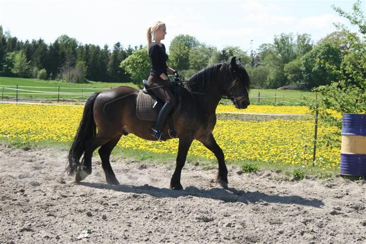 Anden særlig race Buller [Tidl. Hest] billede 2