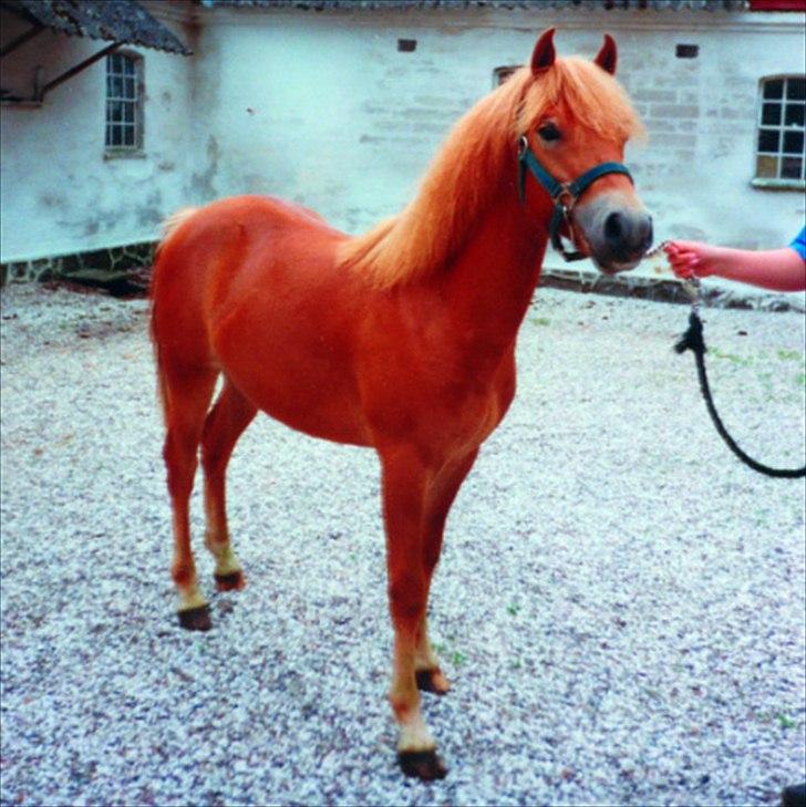 New Forest Casino (Solgt) - Bassen som plag (:<3 billede 8