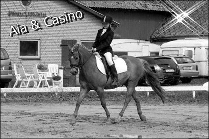 New Forest Casino (Solgt) - Dressur stævne(:<3 billede 10