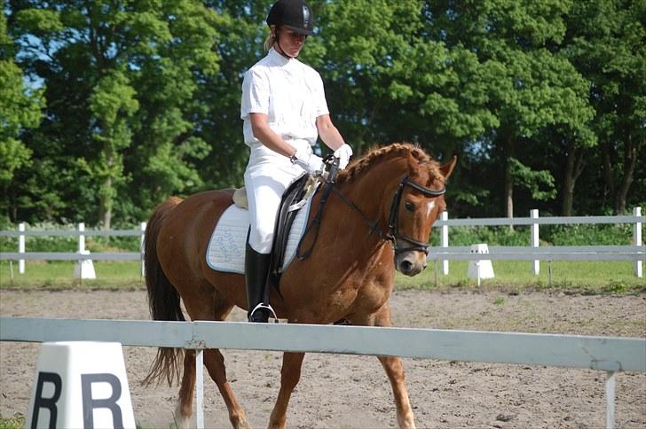 New Forest Casino (Solgt) - Pernille & Casino (: billede 12